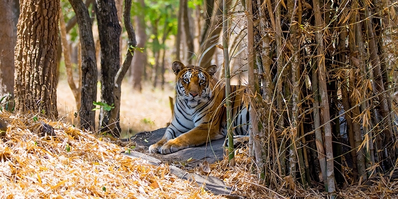 Best Wildlife and Nature Experiences in India: A Paradise for Nature Lovers