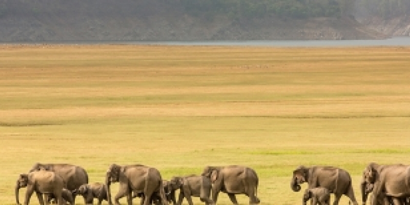 Sand Dune Safaris in Rajasthan for the Wild at Heart