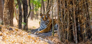 Best Wildlife and Nature Experiences in India: A Paradise for Nature Lovers