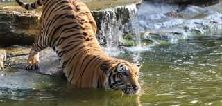 Where Can I See Tigers in India?